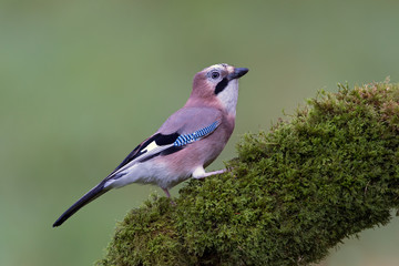 Jay (Garrulus Glandarius)/Jay perched on mossy branch against a green forest background