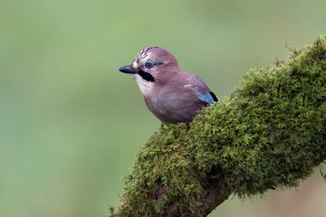 Jay (Garrulus Glandarius)/Jay perched on mossy branch against a green forest background