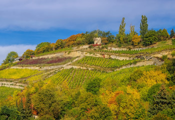 Fototapeta premium Saale Unstrut Weinberge - Saale Unstrut vineyards 07