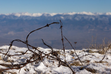 Barbed wire of the old border