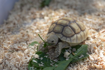 Young Sulcata Tortoise. Kine of turtle species,African spurred tortoise.