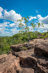 Fototapeta na wymiar Tree between Rocks, Mitchell Plateau, Western Australia