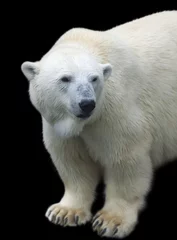 Foto auf Acrylglas Eisbär Bedrohlicher Blick einer mächtigen Eisbärin, auf schwarzem Hintergrund isoliert. Brustbild des gefährlichsten Tieres der Welt. Süßer und kuscheliger Live-Plüsch-Teddy.