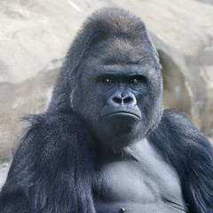 Bust portrait of a gorilla male, severe silverback, on rock background. Menacing expression of the great ape, the most dangerous and biggest monkey of the world. The chief of a gorilla family.