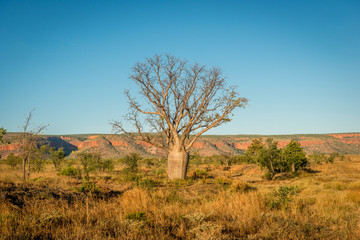 Baobab Tree, Kimberley, Western Australia