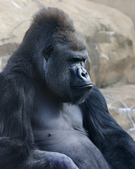 Side bust portrait of a gorilla male, severe silverback, on rock background. Menacing expression of the great ape, the most dangerous and biggest monkey of the world. The chief of a gorilla family. © andamanec