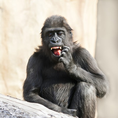 A young gorilla male is picking his teeth. Milk fangs of the little great ape are already very dangerous. The young monkey is going to be the most mighty and biggest primate of the world.