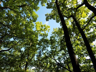 Deciduous forest