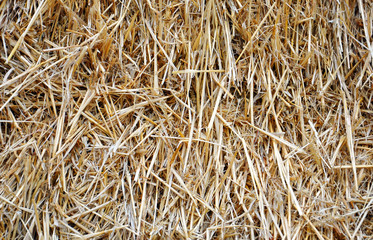 background with dry straw for your design