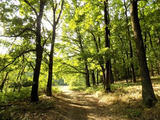 Obraz premium Deciduous forest