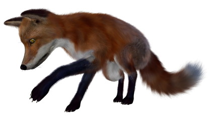 Red fox searching- 3D render