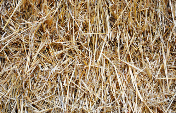 background with dry straw for your design