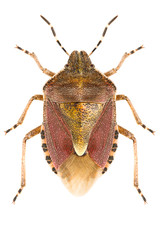Dolycoris baccarum, the Sloe Bug isolated on white background, dorsal view.