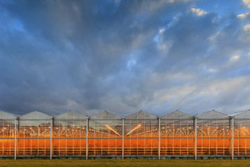 Fototapeta premium side view of an agricultural greenhouse