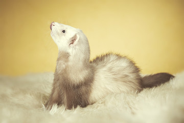 Nice champagne ferret male