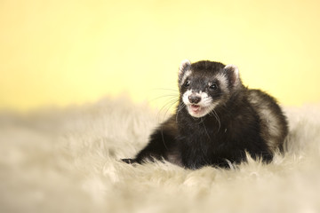 Nice dark ferret lady