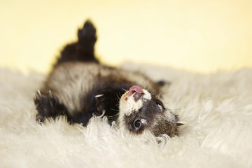 Relaxing ferret