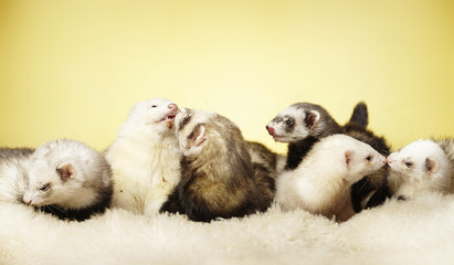 Group of ferrets in studio