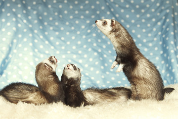 Funny ferret group