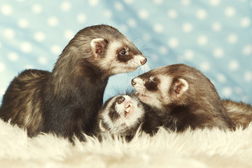 Posing ferret group