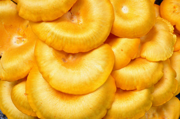 Bright orange caps from omphalotus illudens, or jack-o'-lantern mushroom
