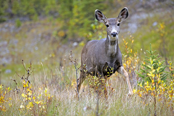 Curious Mule Deer  Doe standing in grass by willow bushes