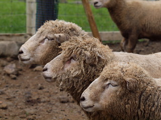 Obraz premium アン、ドゥ、トロワ