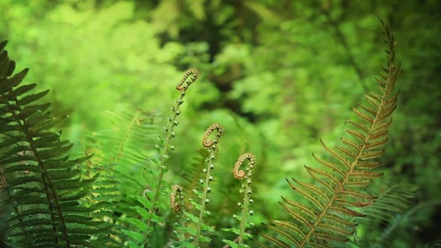 Ferns In Summer With Forest Background