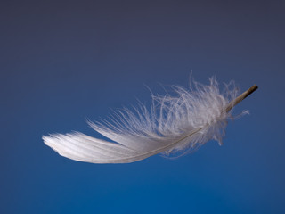 Fluffy white feather over blue. Light. Floating.