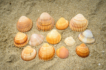 Fototapeta na wymiar lots of shells on sand