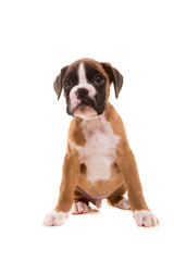 Obraz premium Beautiful boxer puppy