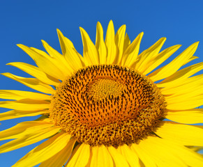 Naklejka premium Sunflower