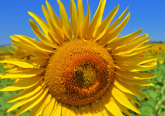 Sunflower and bee