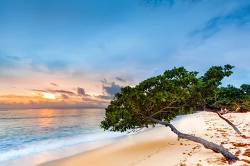 Fototapeten Exotic seascape with sea grape trees leaning above a sandy Caribbean beach at sunset, in Cayo Levantado, Dominican Republic © mandritoiu