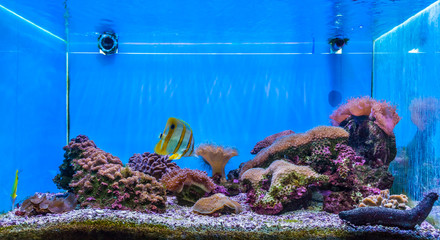 Coral reef ecology in aquarium. A tank filled with brine water for keeping live underwater animals.