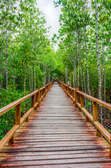 Straight wooden walkway in abundant mangrove forest of Thailand. For nature walks to study coastal plants and animals.