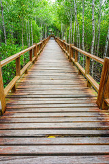 Wooden walkway in abundant mangrove forest. The construction for nature walks to study coastal plants and animals.