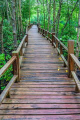 Fototapeta na wymiar Wooden walkway and abundant mangrove forest in Southern Thailand. For nature walks to study coastal plants and animals.