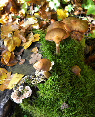 Mushrooms in the forest