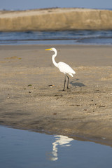 Flamingo on the beach of Palomino, Colombia