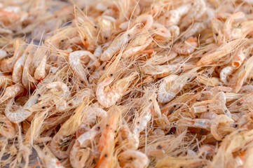dry shrimp