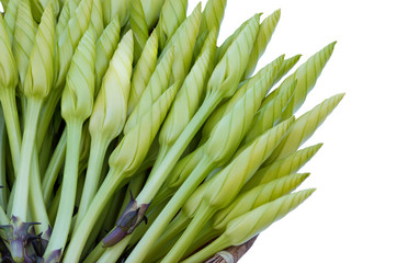 Moonflower (Ipomoea alba L.) on isolated background, flower that