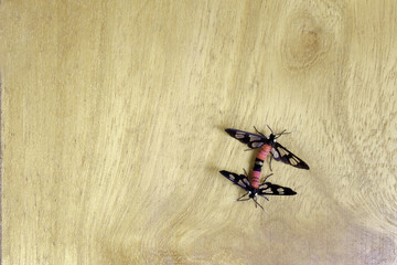 breeding red and black insect on light wood background