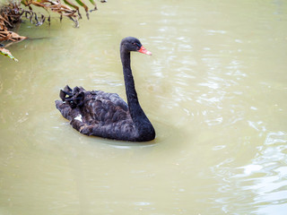 Fototapeta premium black swan swimming on the pond