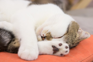 Fototapeta premium Cat in cafe