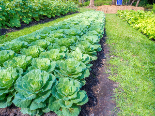 Fototapeta premium Rows of green vegetable on field, cabbage