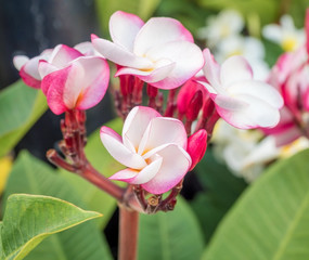 Obraz premium beautiful plumaria flowers on the plant tree