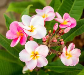 beautiful plumaria flowers on the plant tree