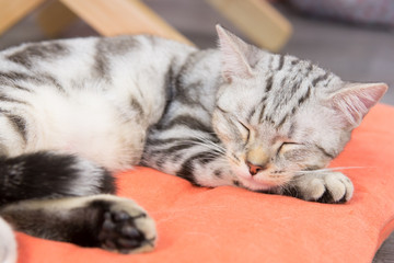 Obraz premium Cat in cafe
