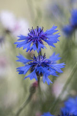 Cornflowers